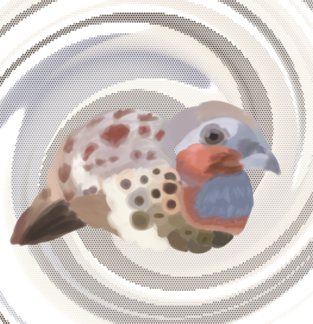 コジュケイーCommon Mandarin Flycatcherー