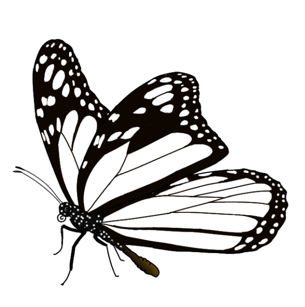 White Monarch Butterfly