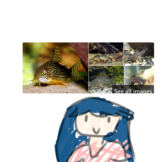 Cory catfish team be like lol