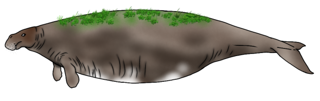 Steller's Sea Cow render