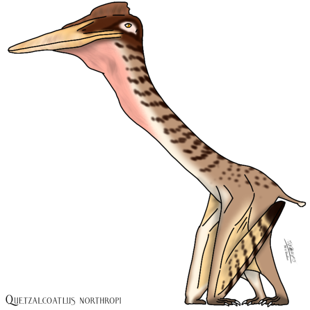 Quetzalcoatlus northropi