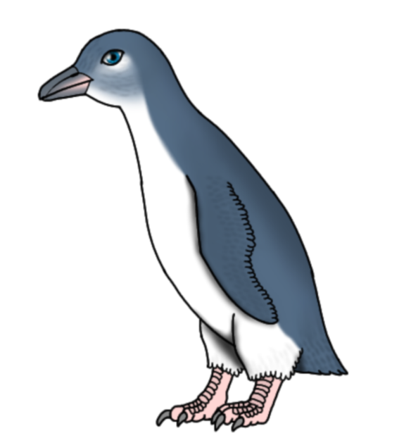 Australian Little Penguin resize2