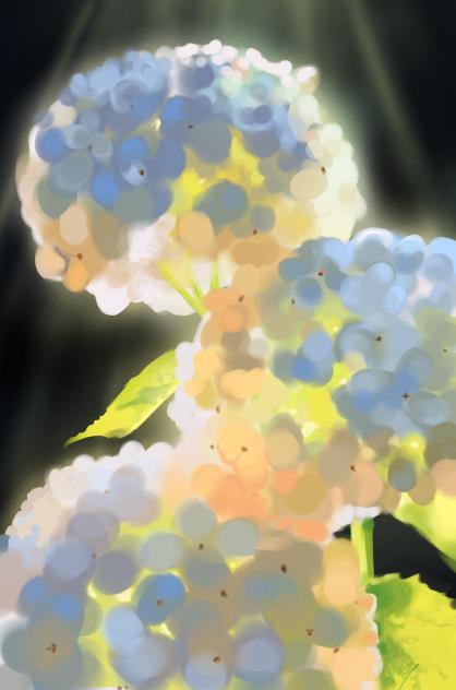 Hydrangea Flower Study