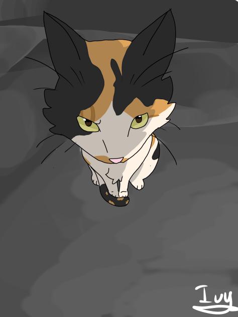 0.5 cat