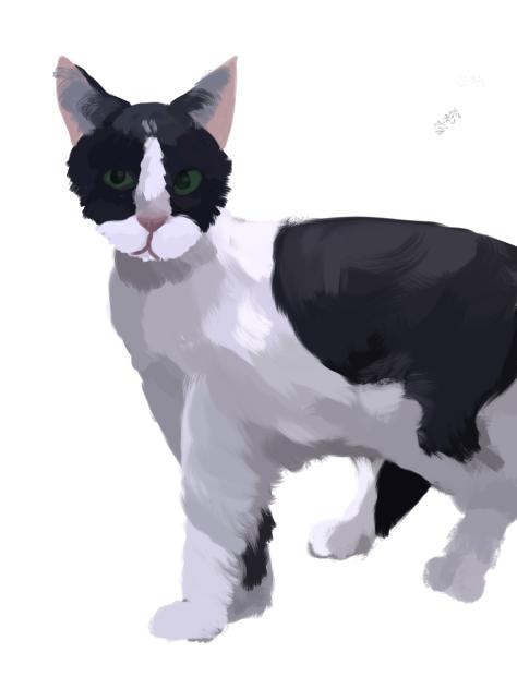 Cat - ibisPaint