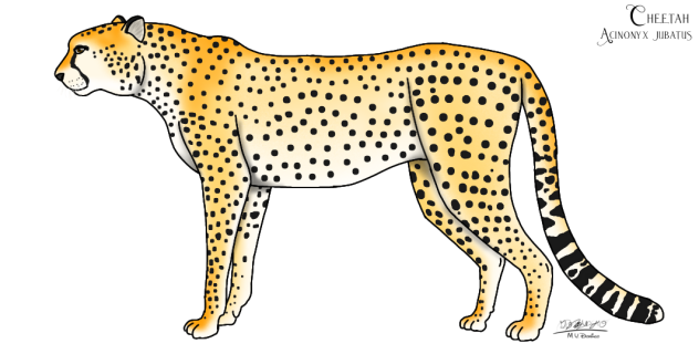Cheetah