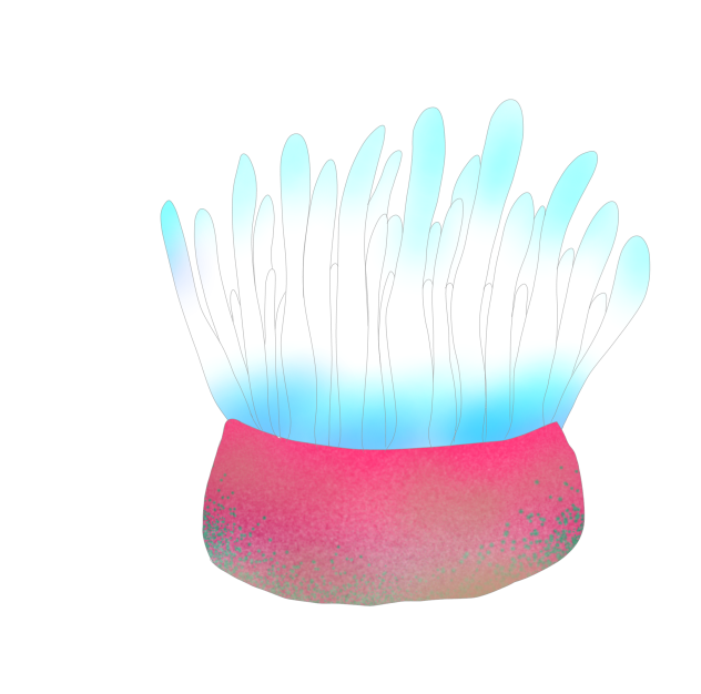 イソギンチャク