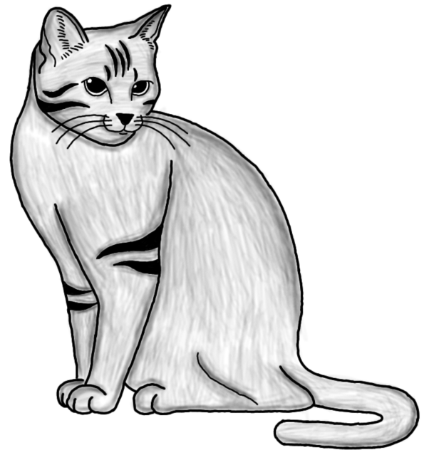 Stripy cat