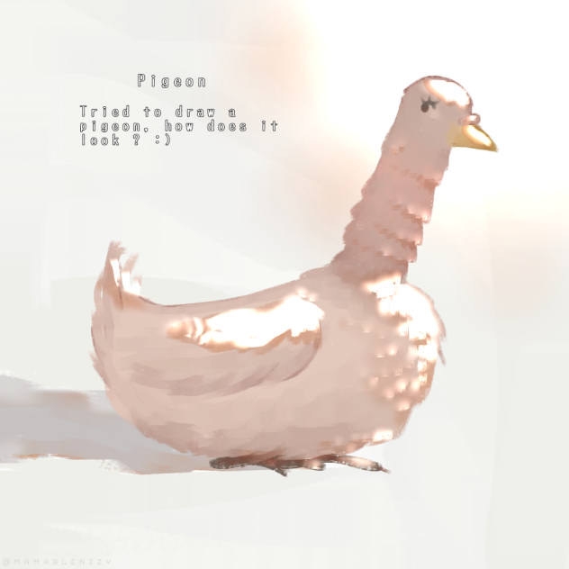 Pigeon ☆