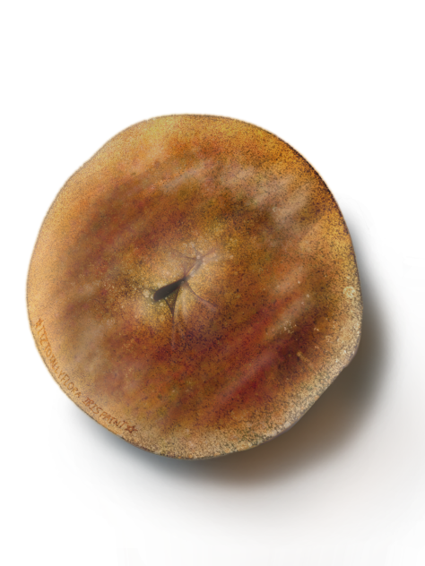 bro flew over the bay