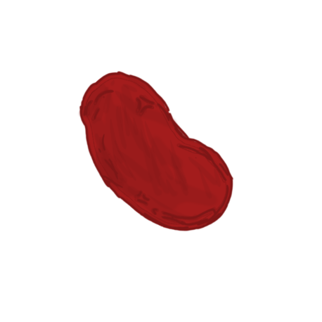 Kidney Drawing