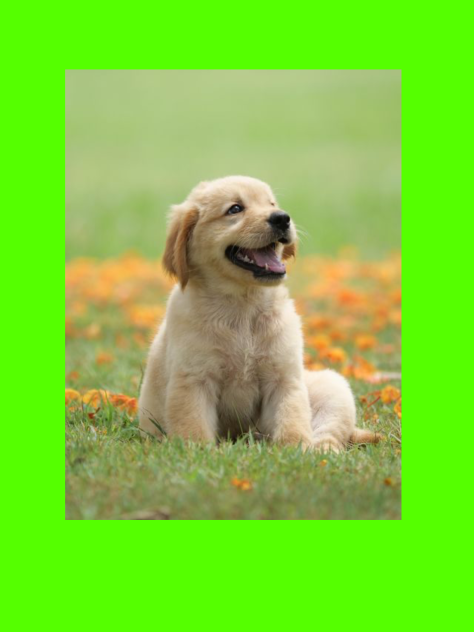 Puppy 1