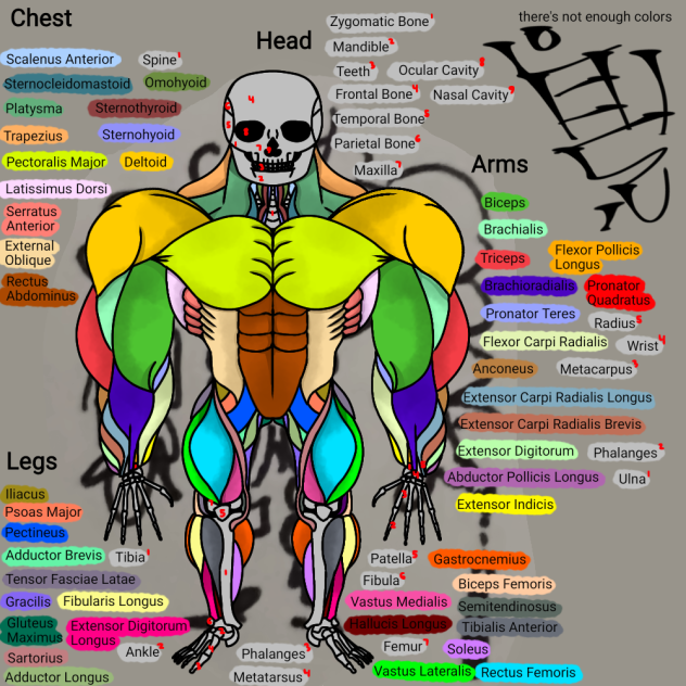 totally inferior anatomy - ibisPaint