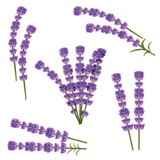 Lavender flowers 🪻 ibisPaint