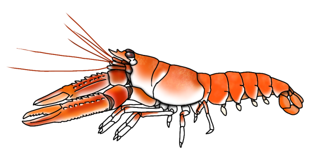 Norway Lobster render