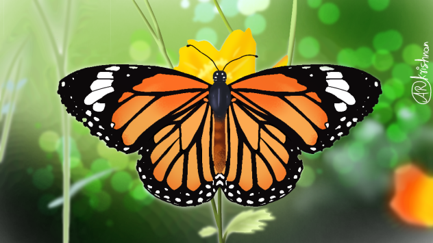 Butterfly#2