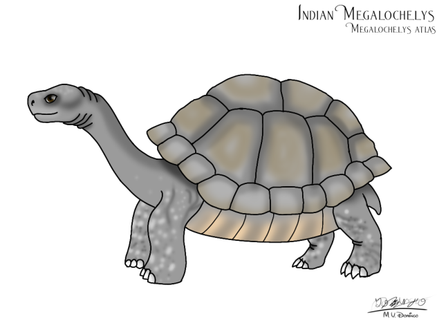 Megalochelys atlas