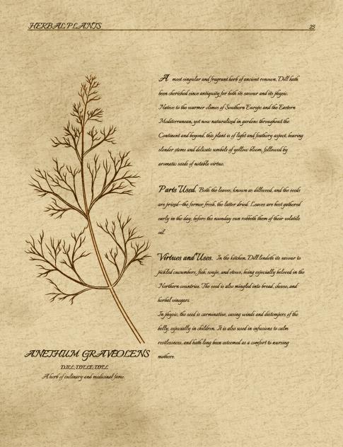 Herb Series Dill