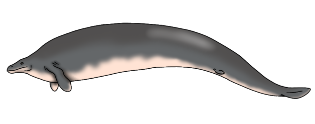 Perucetus colossus render