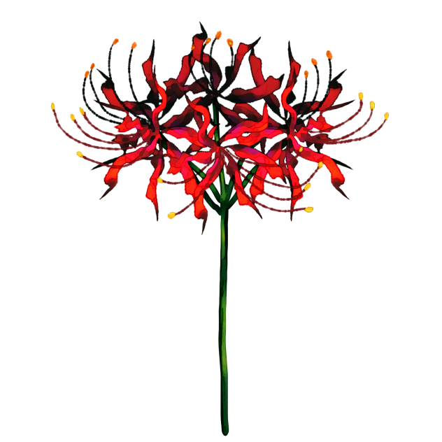 Spider lily 2nd version