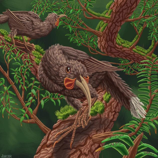 Huia Bird (Heteralocha Acutirostris)