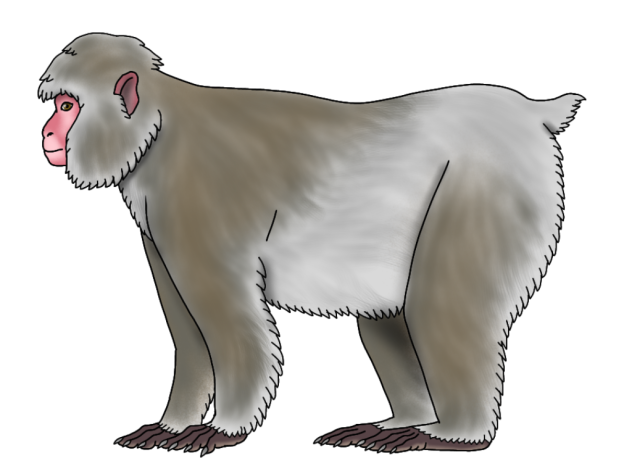 Japanese Macaque ver 1.2 render