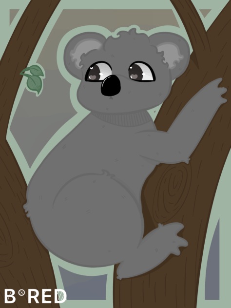 Koala