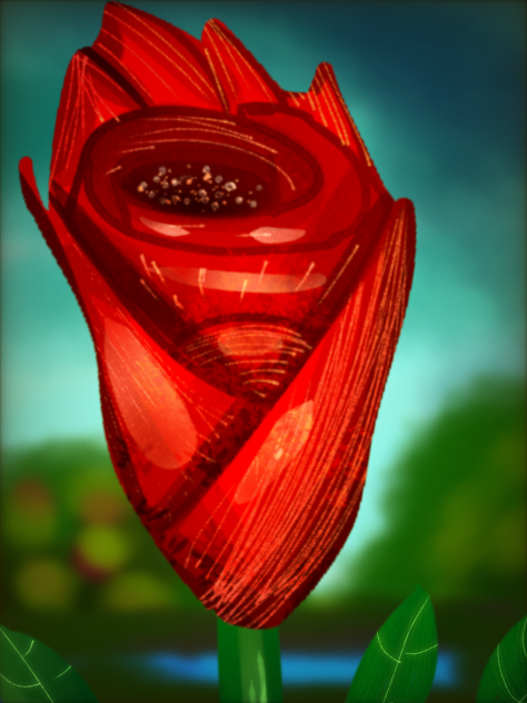 The rose