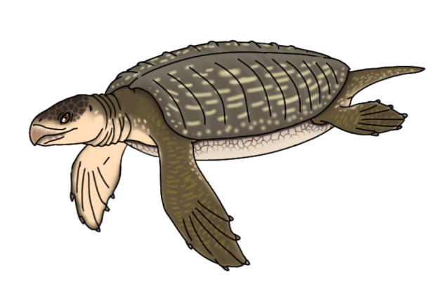 Archelon fixed