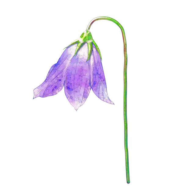 Harebell 2nd version