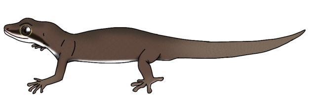 Maiato's Thick-toed Gecko render