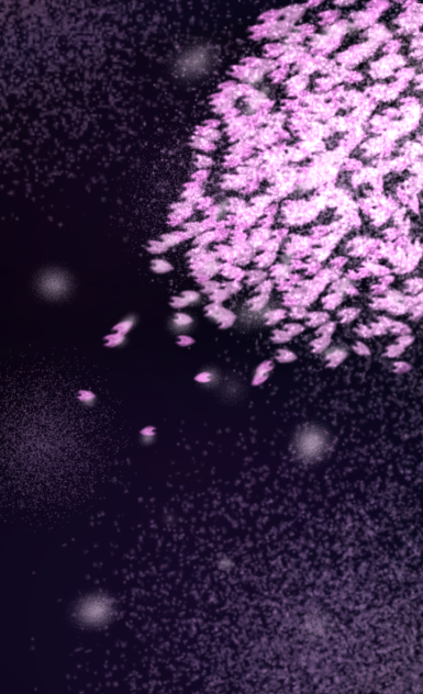 夜桜