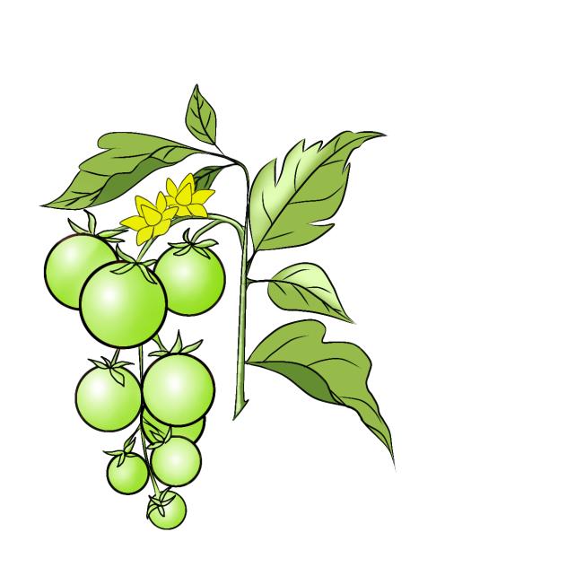 Plant Tomato Green