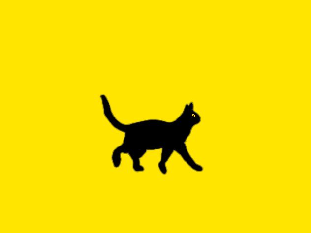cat walking