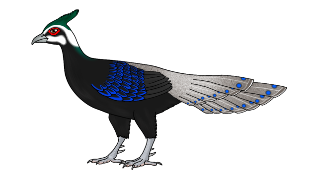 Palawan Peacock Pheasant m adjust r