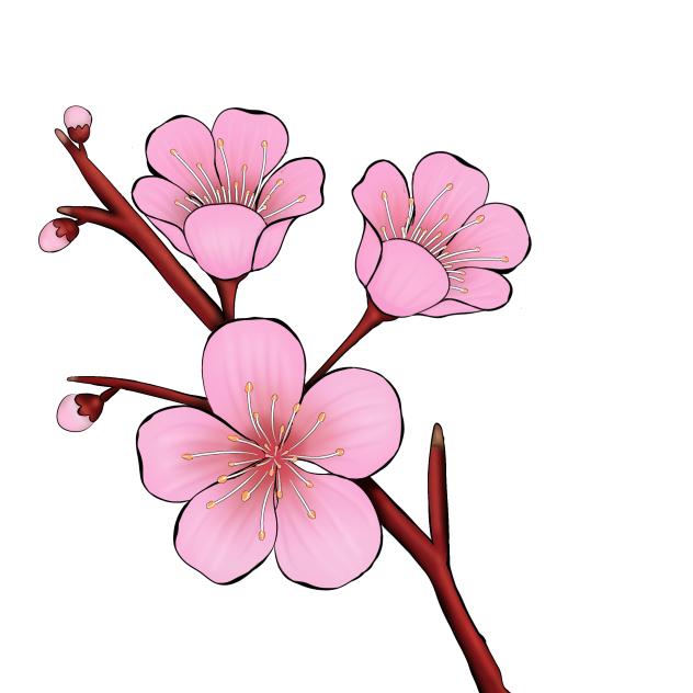 Cherry blossom flower