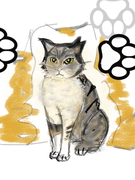 猫　ズンちゃん2