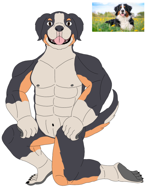 Furry realist Bernese mountain dog