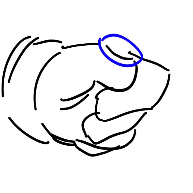 blue hedgehog ring flip