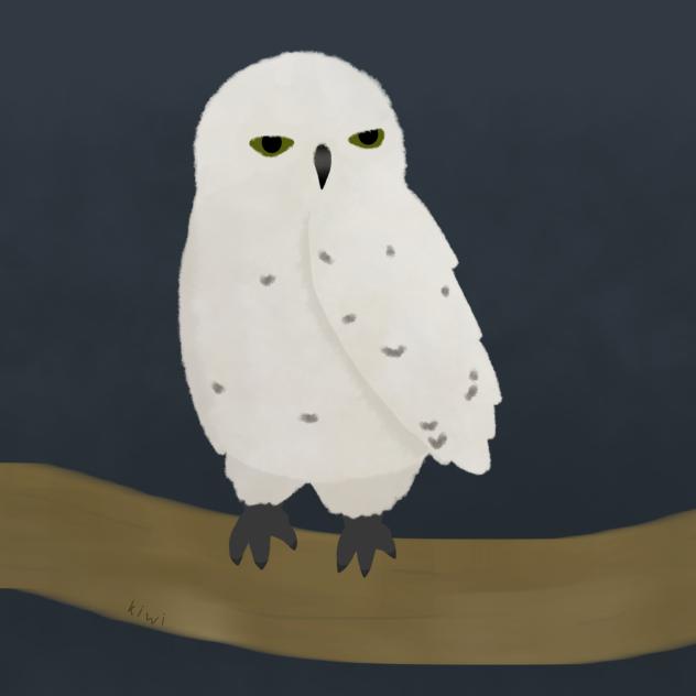 Owl