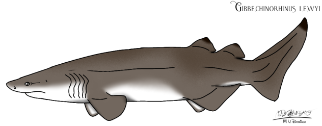 Gibbechinorhinus lewyi