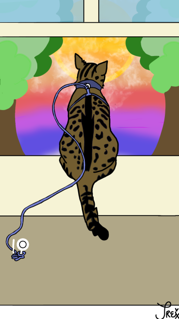 Cat View