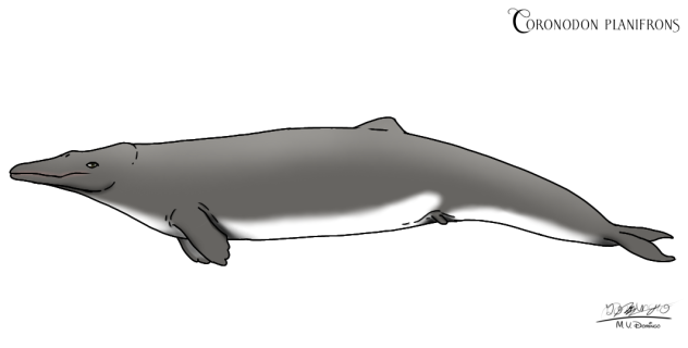 Coronodon planifrons