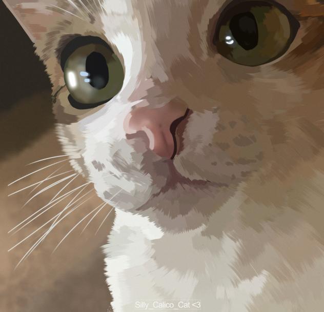 meowaowawoaawwwe