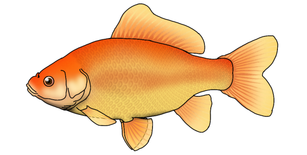 Goldfish render