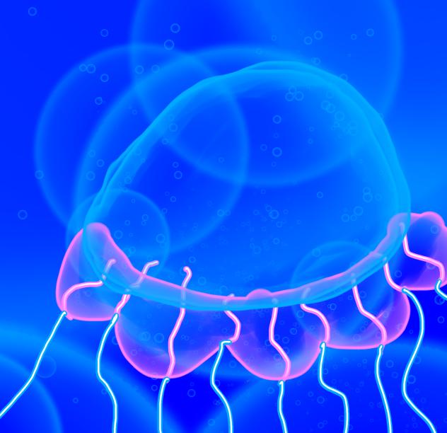 Jellyfish - ibisPaint