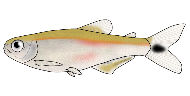 𝐾𝑛𝑜𝑑𝑢𝑠 𝑏𝑜𝑟𝑎𝑟𝑖 - Knodus borari render