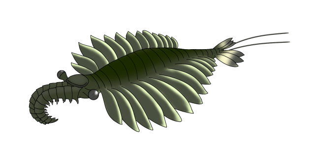 Anomalocaris