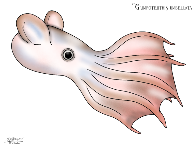 Grimpoteuthis umbellata