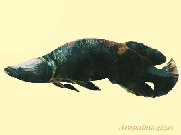 ピラルクーの肖像 Pirarucu